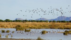 Parco dell'Albufera